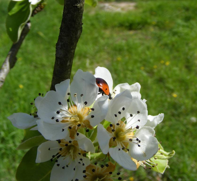 Bed & Breakfast La Gaggiaspina Nocera Umbra Buitenkant foto